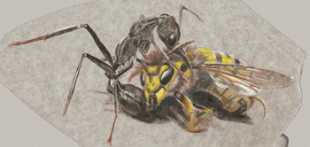 Tattoos - jumper and bee - 30105